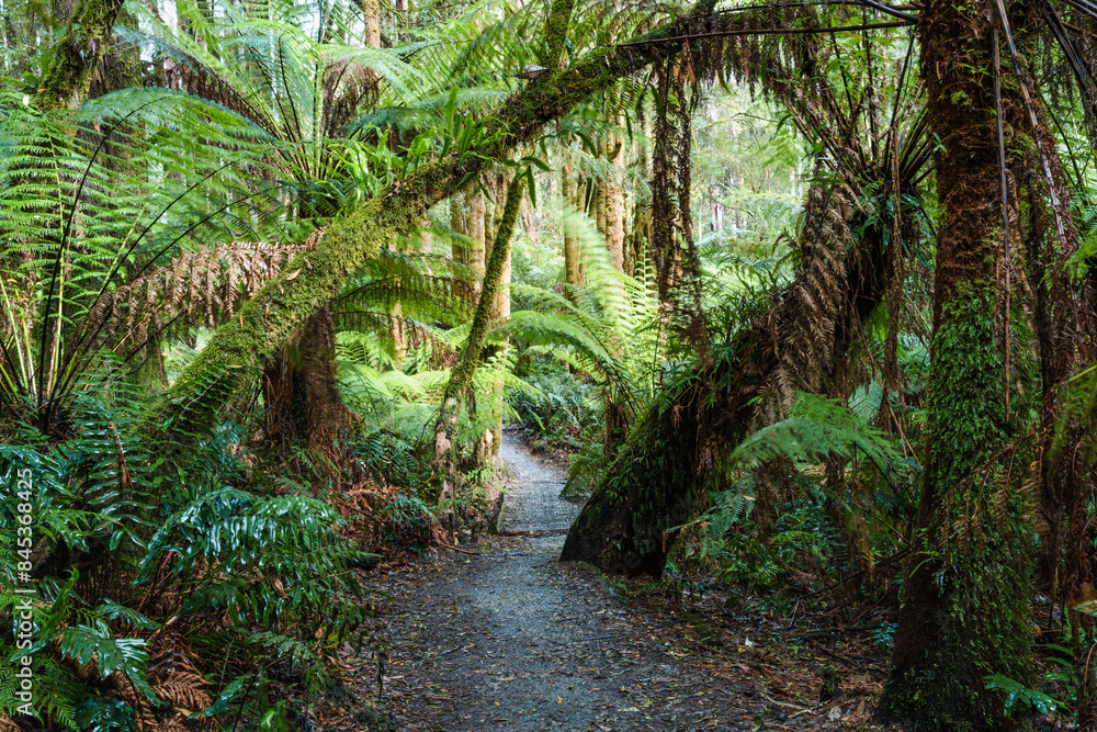Trail in the forest, Beech Forest, Victoria, Australia Trail in the forest, Beech Forest, Victoria, Australia