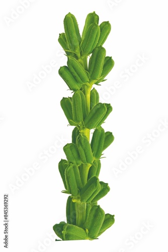 sesame seeds top view on white background, fresh sesame pods isolated on white background