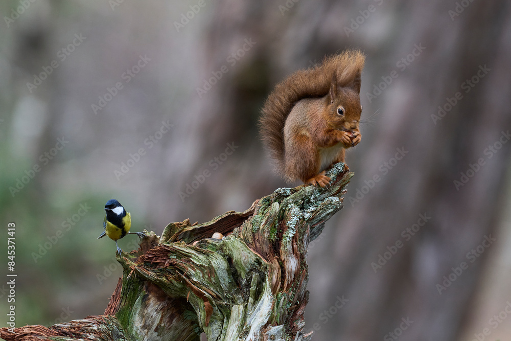 Red Squirrel (Sciurus vulgaris) feeding in a forest in the Highlands of Scotland. Red Squirrel (Sciurus vulgaris) feeding in a forest in the Highlands of Scotland.