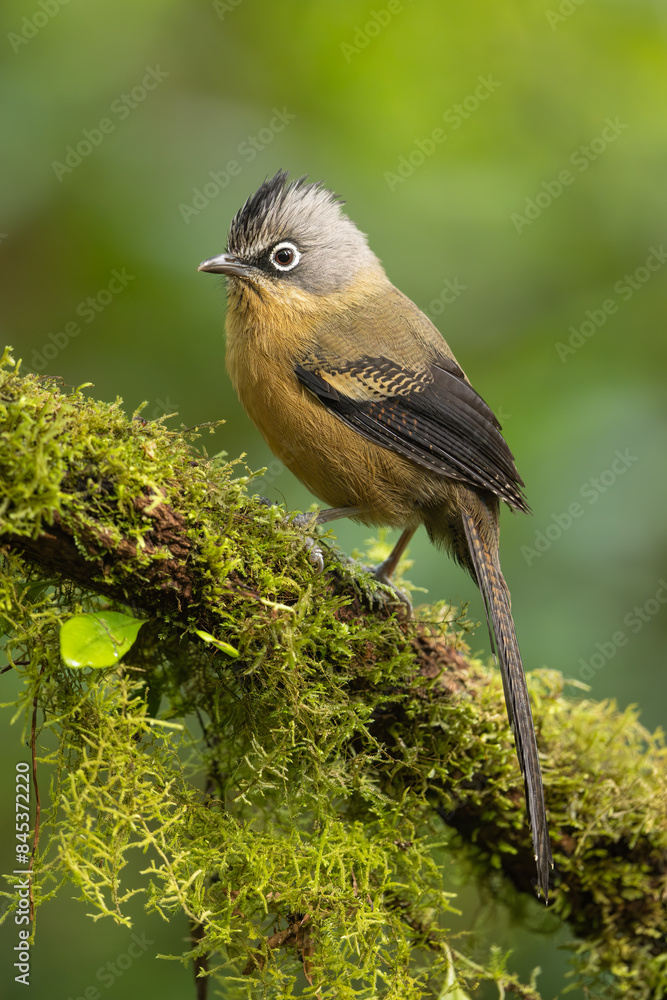 Obraz premium Black-crowned Barwing perched on a moss-covered branch in the Annamite Mountains forest