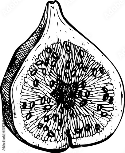 Hand-drawn fig fruit illustration. Vector fruit sketch on transparent background