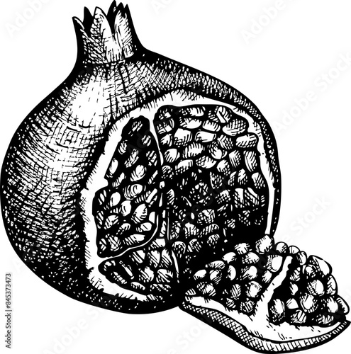 Hand-drawn pomegranate illustration. Vector fruit sketch on transparent background