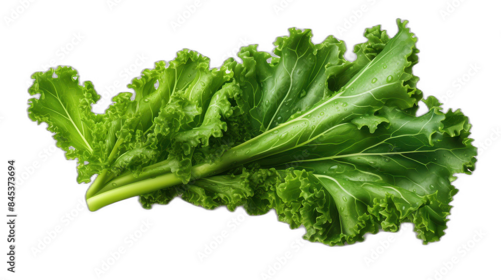 A kale leaf clipart, nature element, 3D illustration, green, isolated on white background A kale leaf clipart, nature element, 3D illustration, green, isolated on white background