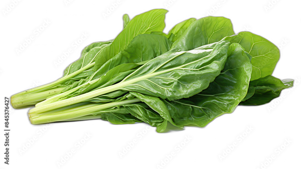 A Swiss chard leaf clipart, nature element, 3D illustration, green, isolated on white background A Swiss chard leaf clipart, nature element, 3D illustration, green, isolated on white background