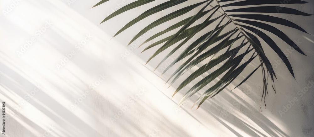 Fototapeta premium Light and shadow leaves palm leaf on grunge white wall concrete background Silhouette abstract tropical leaf natural pattern for wallpaper spring summer texture Black and white blurred image backdrop