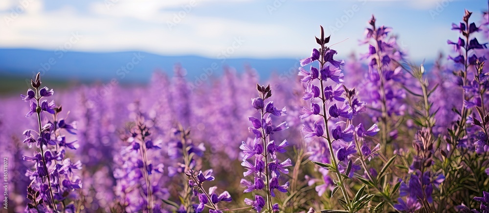 Fototapeta premium Bog sage salvia uliginosa flowers in bloom. Creative banner. Copyspace image