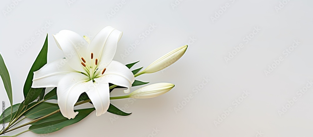 White lily flower head closeup isolated on white background. Creative banner. Copyspace image White lily flower head closeup isolated on white background. Creative banner. Copyspace image