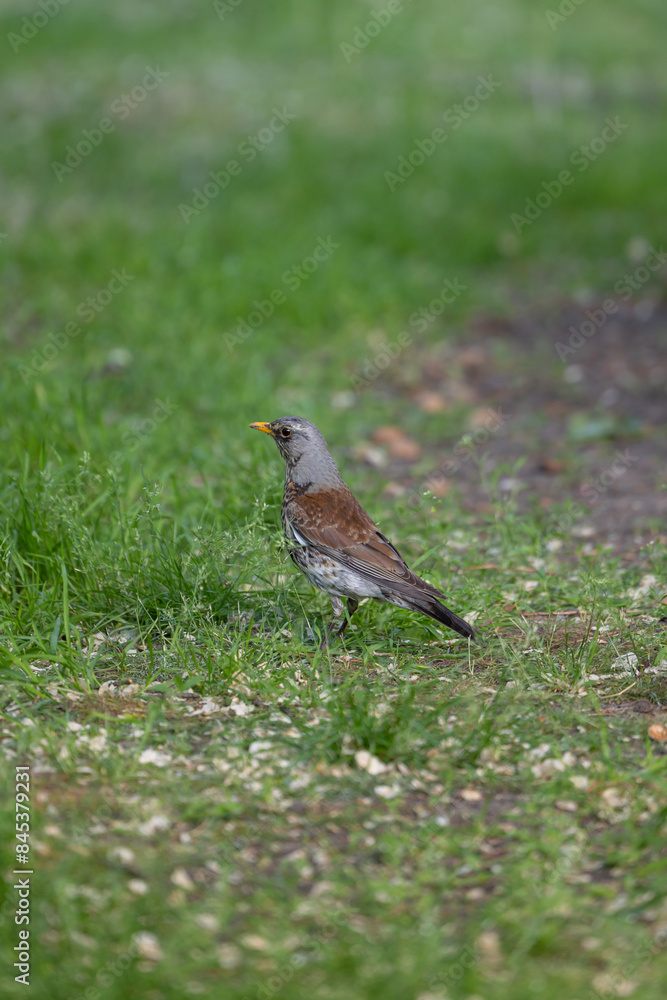 A bird with a yellow beak is standing on the ground among the grass