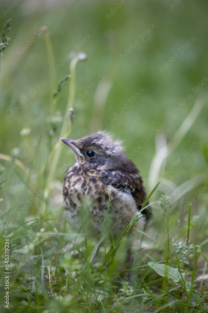 A little blackbird chick with fluff on its head is sitting in the green grass A little blackbird chick with fluff on its head is sitting in the green grass