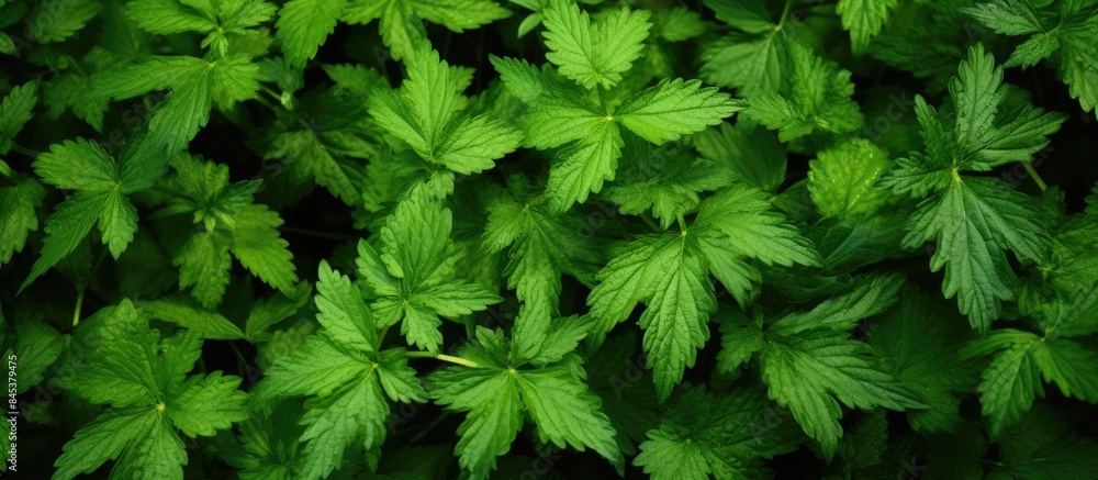 The dense thicket of nettles close up Can be used as background. Creative banner. Copyspace image The dense thicket of nettles close up Can be used as background. Creative banner. Copyspace image