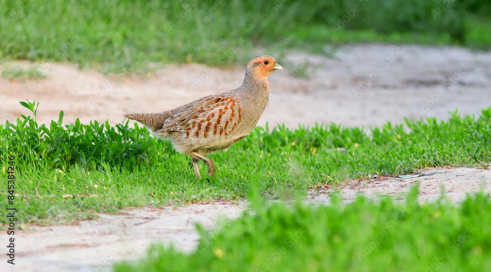 pheasant in the grass pheasant in the grass