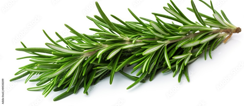 green rosemary leaves on a white background fresh herb. Creative banner. Copyspace image green rosemary leaves on a white background fresh herb. Creative banner. Copyspace image