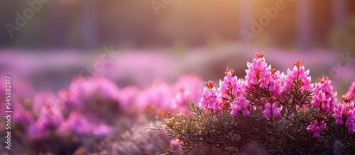 Blooming pink heather in forest Dry grass Beautiful nature. Creative banner. Copyspace image photo