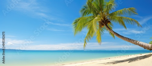 Palm tree on a tropical beach. Creative banner. Copyspace image