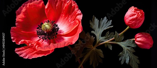 A rose colored poppy Flowering plant in the subfamily Papaveroideae of the family Papaveraceae Poppies are herbaceous plants often grown for their colourful flowers. Creative banner. Copyspace image photo