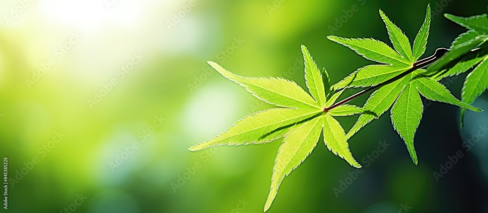 Green leaf of Japanese maple. Creative banner. Copyspace image