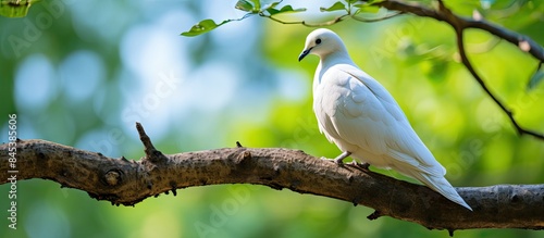 White Bird Pied imperial pigeon perched on the tree in nature. Creative banner. Copyspace image photo
