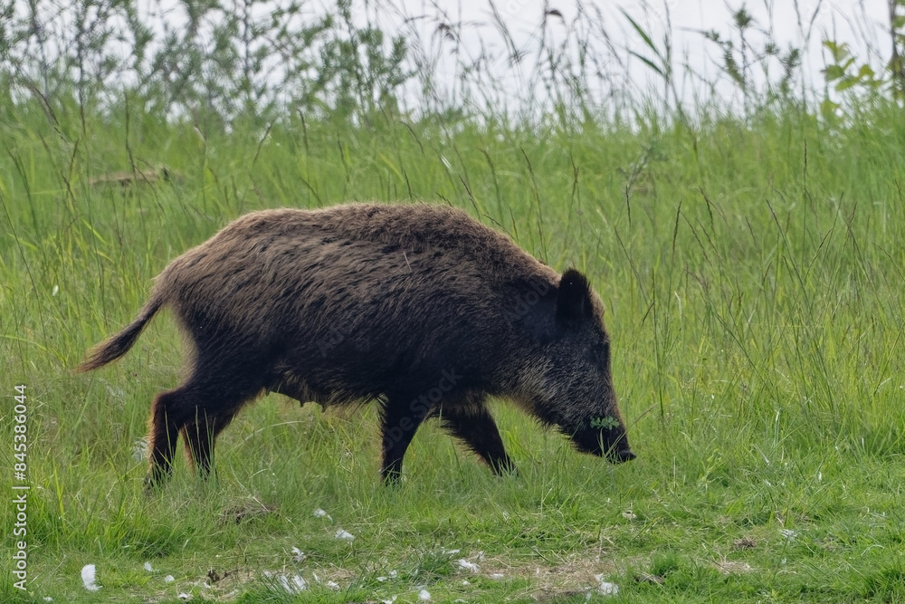 Sanglier d'Europe - Sanglier d'Eurasie - Sanglier - Sus scrofa - Suidés Sanglier d'Europe - Sanglier d'Eurasie - Sanglier - Sus scrofa - Suidés