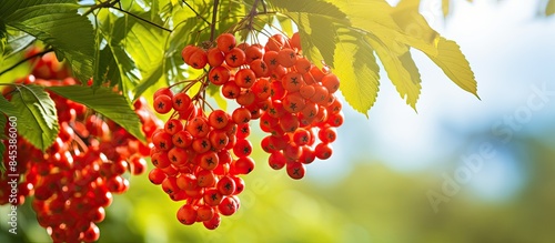 Branches of European Mountain Ash Rowan tree or Sorbus Aucuparia with ripe berries It is a shrub or a tree in the genus Sorbus of the rose family Rosaceae. Creative banner. Copyspace image