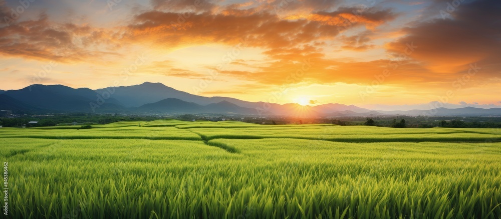 Sunset and the evening view of paddy field. Creative banner. Copyspace image