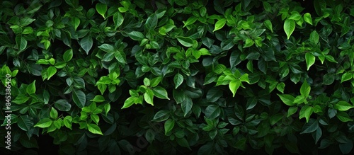 Wallpaper Mural Green leaves for background. Creative banner. Copyspace image Torontodigital.ca