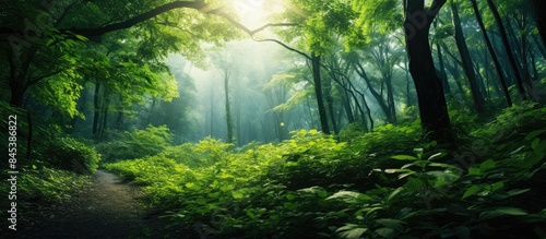 Green leaves and Sunlight in forest in the day. Creative banner. Copyspace image