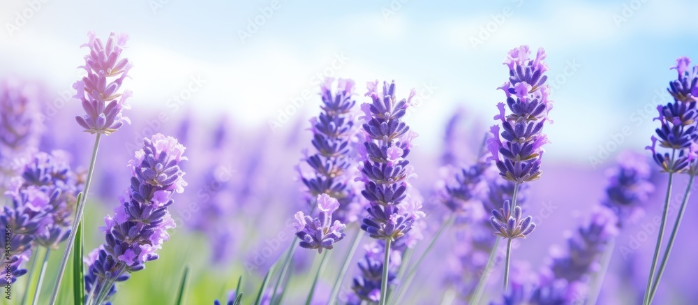 Fototapeta premium closeup beautiful fernleaf lavender flower Blooming in garden Lavandula pinnata. Creative banner. Copyspace image