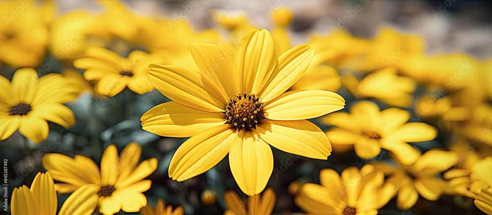 Wild flower with yellow petals close up. Creative banner. Copyspace image Wild flower with yellow petals close up. Creative banner. Copyspace image