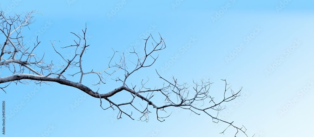 branches in the blue sky background. Creative banner. Copyspace image branches in the blue sky background. Creative banner. Copyspace image
