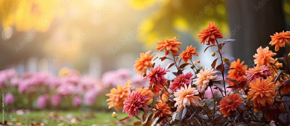 Autumn flowers Beautiful autumn flowers in the autumn park. Creative banner. Copyspace image Autumn flowers Beautiful autumn flowers in the autumn park. Creative banner. Copyspace image