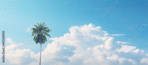 Fototapeta Naklejka Na Ścianę i Meble -  Palm tree with white puffy clouds perfect for cover art or background. Creative banner. Copyspace image