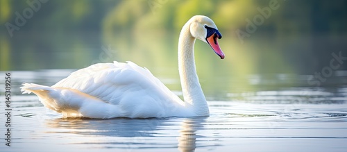 Large White Mute Swan on Reservoir Lake in Summer Shine Close Up Portrait. Creative banner. Copyspace image
