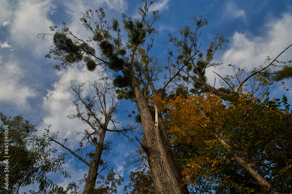 Fototapeta premium Amazing Carpathian forest in autumn season, Slovakia