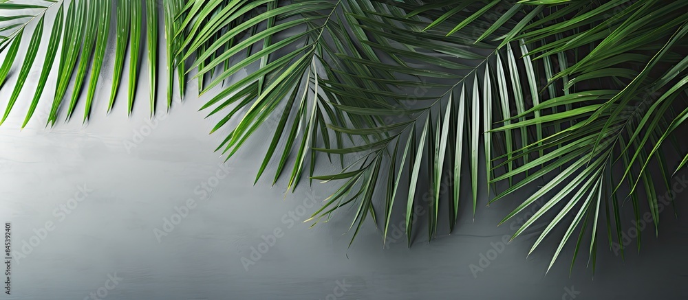 Summer green leaves of coconut palm and shadow Free space for your decoration and gray background. Creative banner. Copyspace image Summer green leaves of coconut palm and shadow Free space for your decoration and gray background. Creative banner. Copyspace image