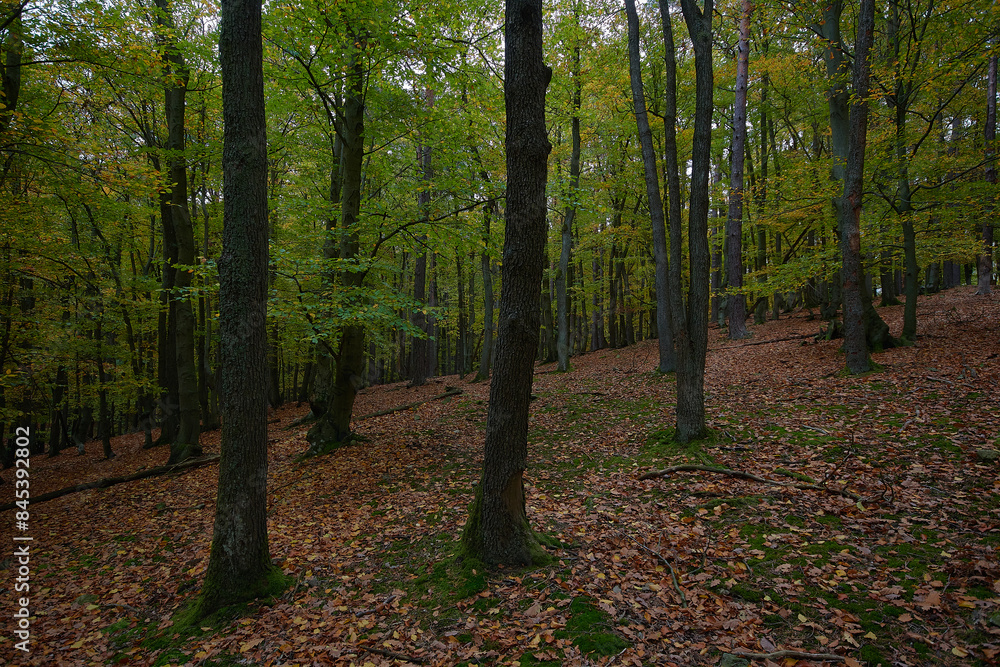 Amazing Carpathian forest in autumn season, Slovakia Amazing Carpathian forest in autumn season, Slovakia