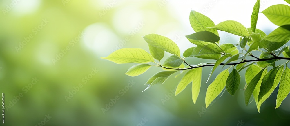bokeh Green leaves. Creative banner. Copyspace image bokeh Green leaves. Creative banner. Copyspace image