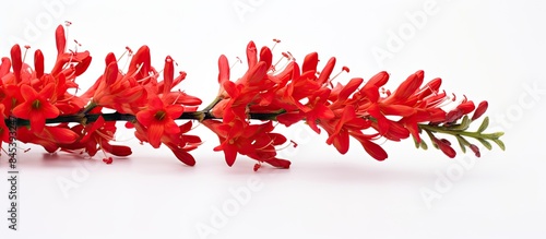 red crocosmiflora sword shape flower. Creative banner. Copyspace image