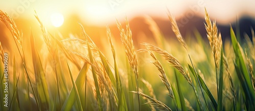 DEFOCUSED NATURE OF THE RICE FIELD IN SUNSET. Creative banner. Copyspace image