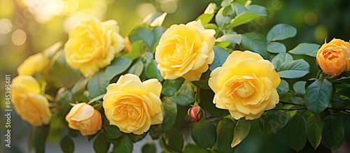Bush with beautiful yellow roses outdoors closeup. Creative banner. Copyspace image