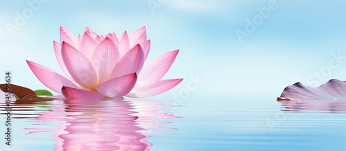pink lotus. Creative banner. Copyspace image