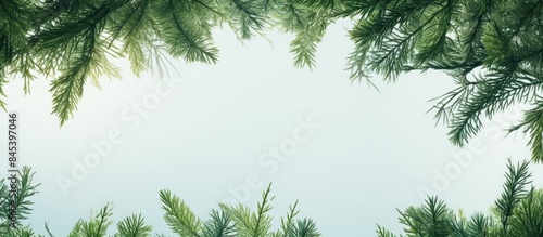 Wallpaper Mural Several pine green leaves seen from below. Creative banner. Copyspace image Torontodigital.ca
