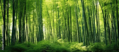 densely photographed green bamboo trees. Creative banner. Copyspace image