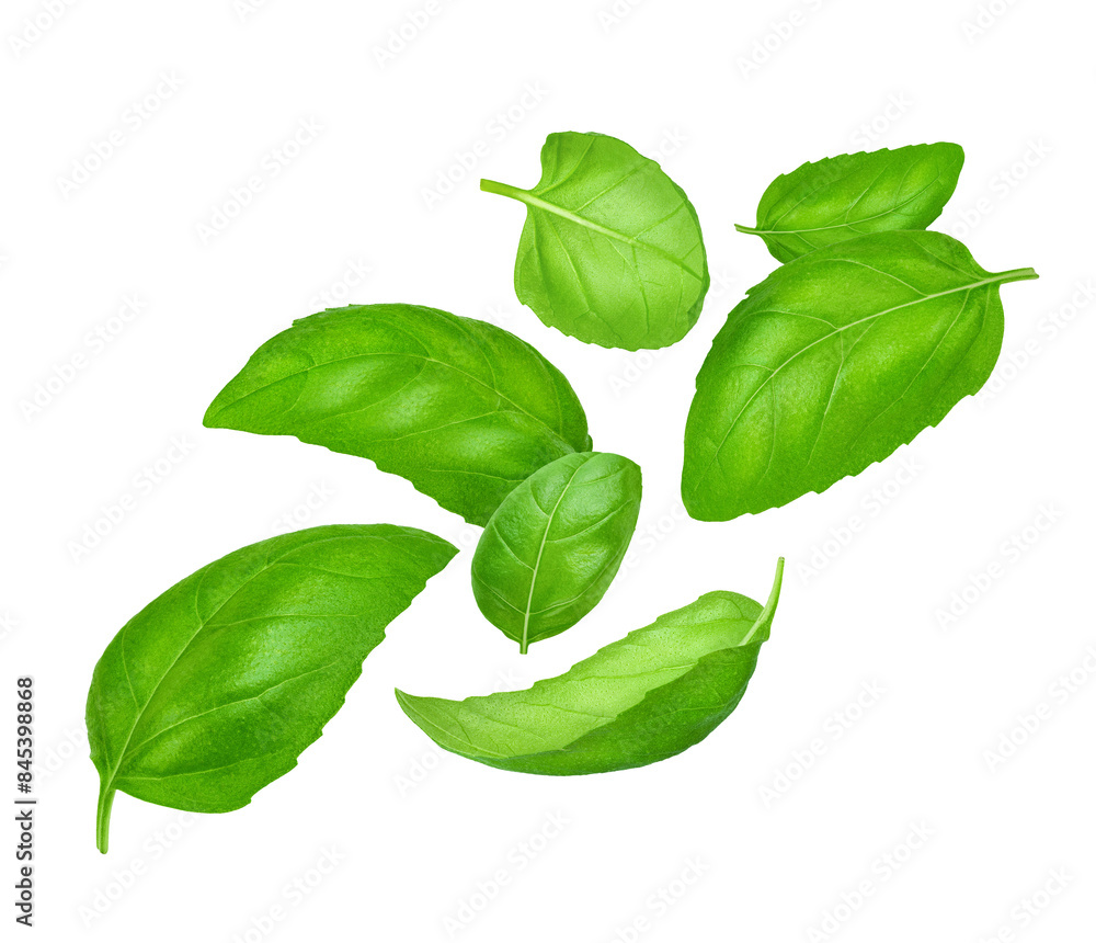 Flying basil leaves on white background Flying basil leaves on white background