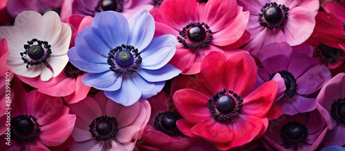 Red pink and Lila color anemone flowers. Creative banner. Copyspace image