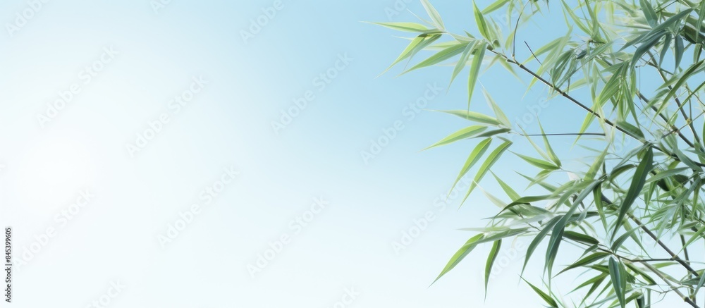 Fototapeta premium Decorative Bamboo Plants on a sky background. Creative banner. Copyspace image