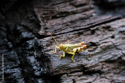 Close-up of a beautiful green grasshopper in the rainy season. A grasshopper sits on a black tree stump that was burned by a summer forest fire. Nature is recovering in the rainy season. © Core