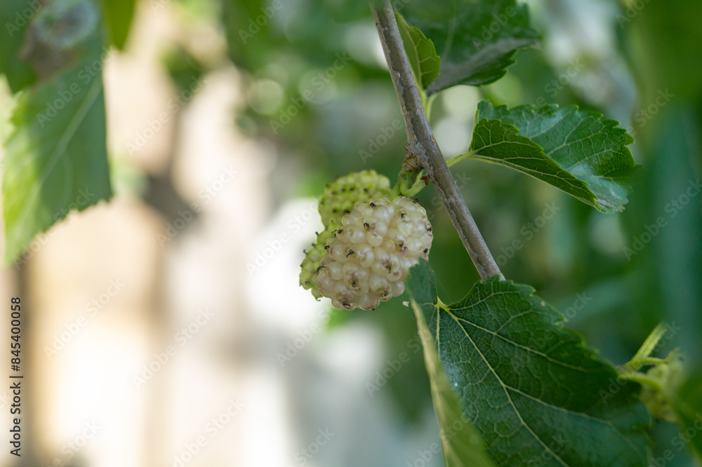 Close-up of a white mulberry berry. White mulberry close-up Close-up of a white mulberry berry. White mulberry close-up