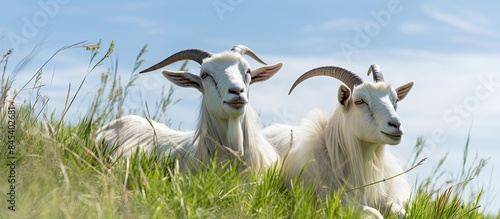 White goats with long horns are resting on a hill in the barren grass on a warm summer day Vertical photo. Creative banner. Copyspace image photo