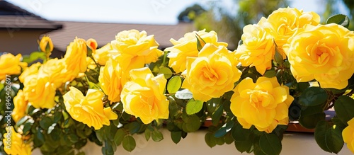 beautiful rose bush with abundant yellow flowers. Creative banner. Copyspace image