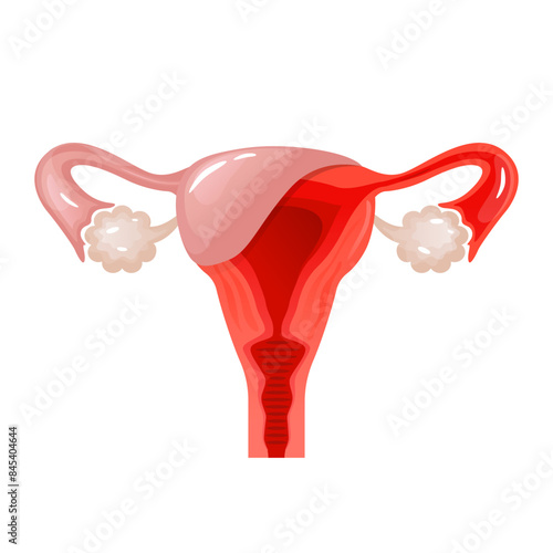 Human female reproductive system internal organ